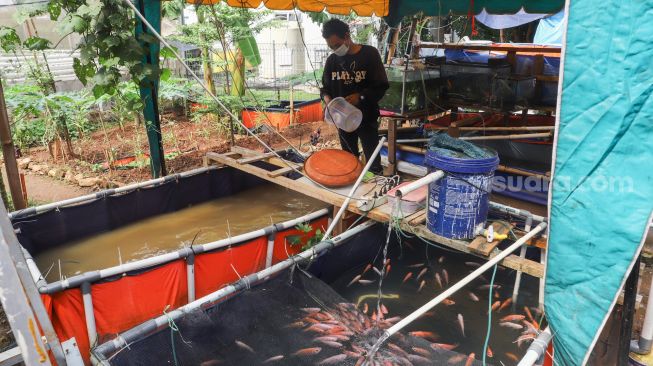 Warga merawat ikan budidaya di Rusun Menara Samawa, Pondok Kelapa, Jakarta Timur, Selasa (15/2/2022). [Suara.com/Alfian Winanto]