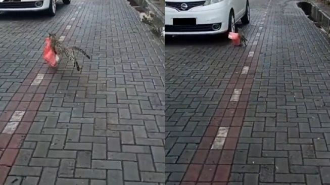 Viral Video Kucing Gondol Nasi Kotak, Berakhir Tepergok sampai Terjungkal (twitter/@twitkocheng)