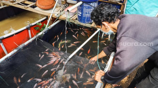 Warga merawat ikan budidaya di Rusun Menara Samawa, Pondok Kelapa, Jakarta Timur, Selasa (15/2/2022). [Suara.com/Alfian Winanto]