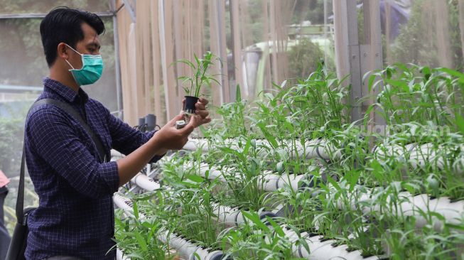 Warga saat melakukan perawatan sayur yang ditanam dengan sistem hidroponik di greenhouse atau rumah kaca di Rusun Menara Samawa, Pondok Kelapa, Jakarta Timur, Selasa (15/2/2022). [Suara.com/Alfian Winanto]