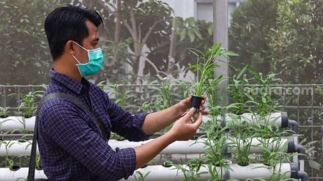 Warga saat melakukan perawatan sayur yang ditanam dengan sistem hidroponik di greenhouse atau rumah kaca di Rusun Menara Samawa, Pondok Kelapa, Jakarta Timur, Selasa (15/2/2022). [Suara.com/Alfian Winanto]