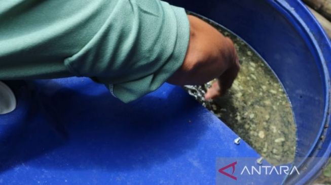 Tipu Pengusaha Kerupuk, Penjual Minyak Goreng Palsu Akhirnya Ditangkap