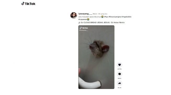 Aksi tikus terjebak tapi bukan diperangkap. [TikTok]