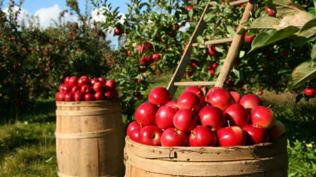 Macam-Macam Tanaman Hortikultura dan Contohnya, Cocok untuk Ide Berkebun di Rumah