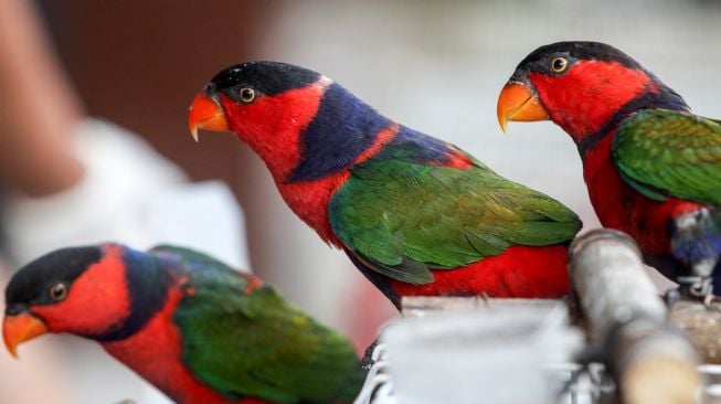 Tiga ekor burung nuri kepala hitam (lorius lory) ditunjukkan saat ungkap kasus penyelundupan satwa dilindungi di Kantor Balai Besar Karantina Pertanian Surabaya, Juanda, Sidoarjo, Jawa Timur, Kamis (17/2/2022). [ANTARA FOTO/Umarul Faruq]