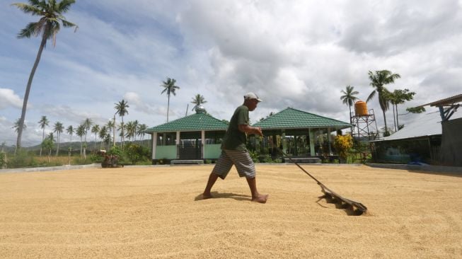 Anggota kelompok tani Lamuta III menjemur gabah padi organik di Desa Hutabohu, Kabupaten Gorontalo, Gorontalo, Kamis (17/2/2022). [ANTARA FOTO/Adiwinata Solihin/rwa]