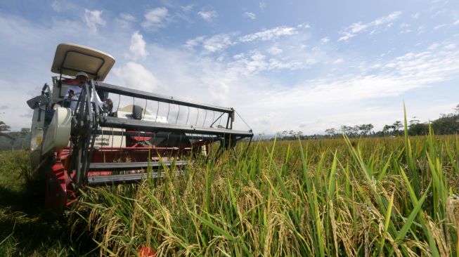 Seorang anggota kelompok tani Lamuta III mengoperasikan mesin combine harvester untuk memanen padi organik di Desa Hutabohu, Kabupaten Gorontalo, Gorontalo, Kamis (17/2/2022). [ANTARA FOTO/Adiwinata Solihin/rwa]