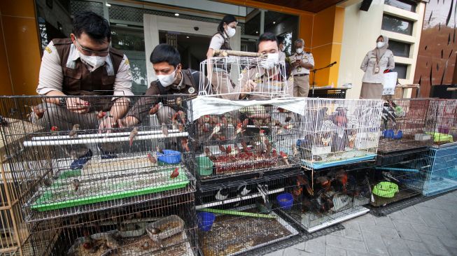 Petugas menunjukkan sejumlah barang bukti burung hasil sitaan saat ungkap kasus penyelundupan satwa dilindungi di Kantor Balai Besar Karantina Pertanian Surabaya, Juanda, Sidoarjo, Jawa Timur, Kamis (17/2/2022). [ANTARA FOTO/Umarul Faruq]