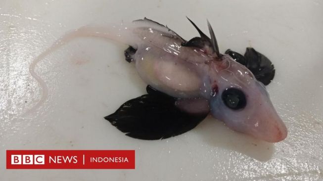 Bayi Hiu Hantu Langka dan Jarang Terlihat Ditemukan di Laut Selandia Baru