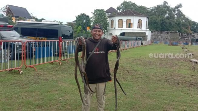 Bikin Merinding! Sterilkan Kawasan Rumkitlap Benteng Vastenburg, Sejumlah Ular Berhasil Ditangkap