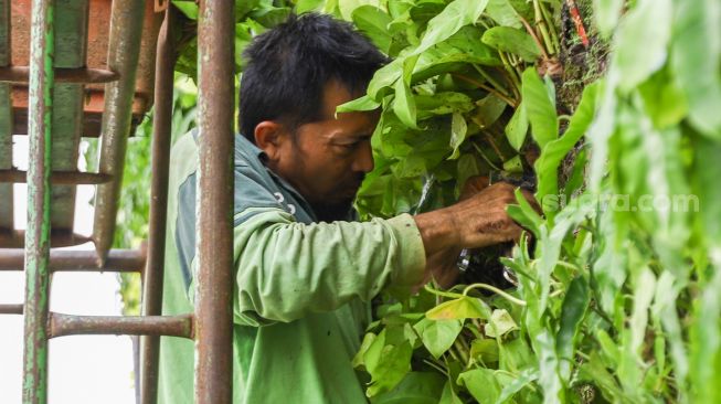 Petugas melakukan perawatan taman vertikal di Kawasan Tugu Tani, Jakarta Pusat, Jumat (18/2/2022). [Suara.com/Alfian Winanto]