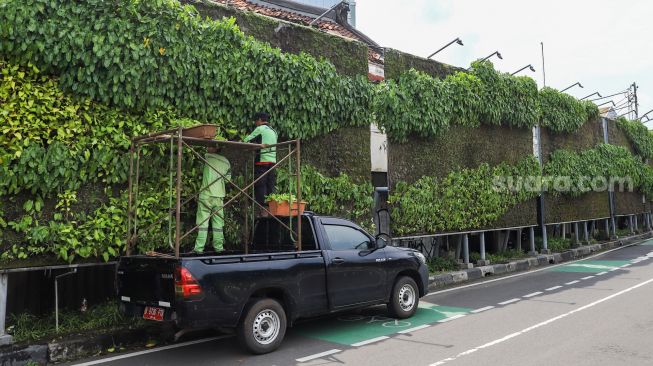 Petugas melakukan perawatan taman vertikal di Kawasan Tugu Tani, Jakarta Pusat, Jumat (18/2/2022). [Suara.com/Alfian Winanto]