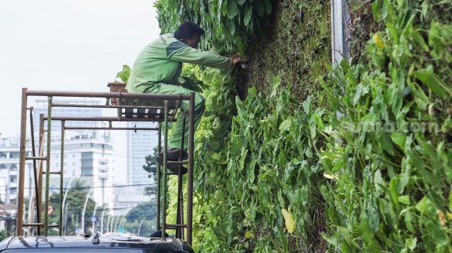 Petugas melakukan perawatan taman vertikal di Kawasan Tugu Tani, Jakarta Pusat, Jumat (18/2/2022). [Suara.com/Alfian Winanto]