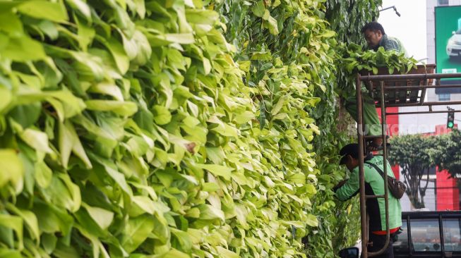 Petugas melakukan perawatan taman vertikal di Kawasan Tugu Tani, Jakarta Pusat, Jumat (18/2/2022). [Suara.com/Alfian Winanto]