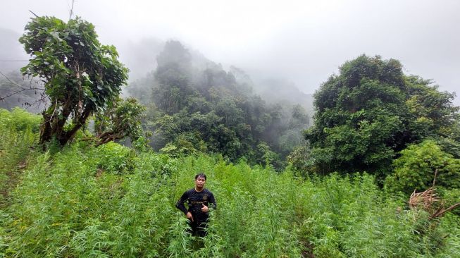 Polisi Temukan 2 Hektare Ladang Ganja di Pegunungan Tor Mangompang