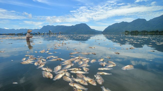 Nelayan mengayuh perahunya di antara ikan mati pada keramba jaring apung (KJA) di Danau Maninjau, Nagari Duo Koto, Kabupaten Agam, Sumatera Barat, Sabtu (19/2/2022).  ANTARA FOTO/Iggoy el Fitra