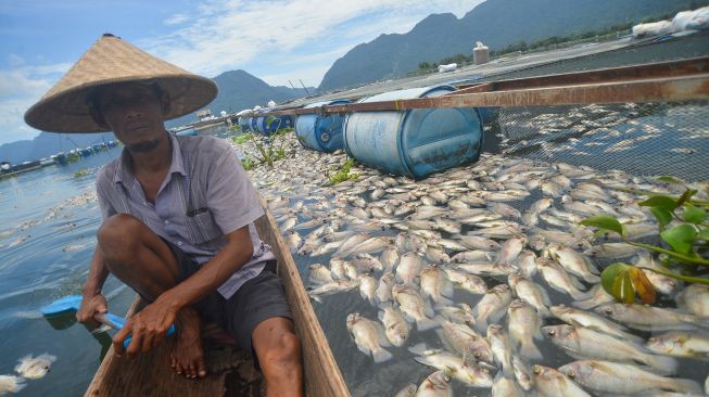 45 Ton Ikan di Danau Maninjau Mati Gegara Cuaca Buruk, Kerugian Hampir Rp 1 Miliar