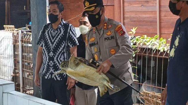 9 Penyu Diduga Selundupan dari Jawa Timur Dikirim ke Bali, Seekor Diantaranya Berumur 90 Tahun