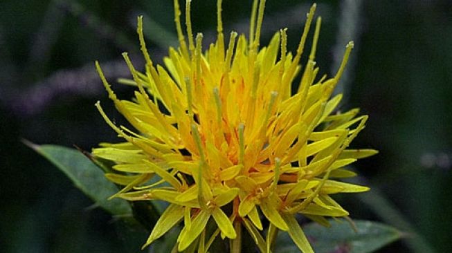 4 Manfaat Safflower Oil untuk Kecantikan Kulit yang Jarang Diketahui, Bisa Atasi Jerawat!