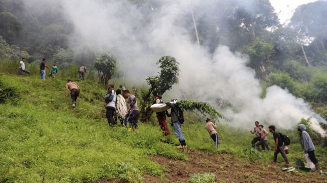 Polisi Bakar 2 Hektare Ladang Ganja Siap Panen di Pegunungan Tor Mangompang