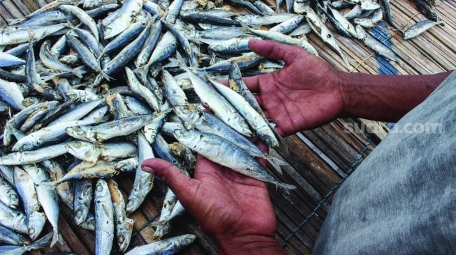 Pekerja saat mengeringkan ikan asin di Kampung Nelayan, Muara Angke, Jakarta Utara, Minggu (20/2/2022). [Suara.com/Septian]