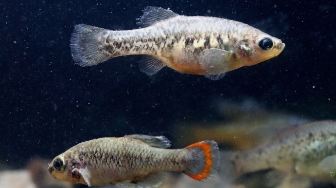 Ikan Tequila jantan (bawah) dan betina (zoogoneticus tequila) berenang di tangki ikan di Teuchitlan, negara bagian Jalisco, Meksiko, Selasa (15/2/2022). [ULISES RUIZ / AFP]