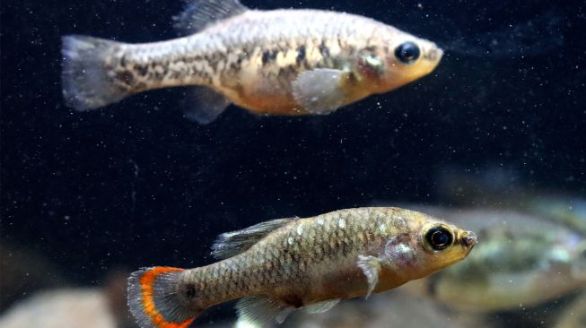 Ikan Tequila jantan (bawah) dan betina (zoogoneticus tequila) berenang di tangki ikan di Teuchitlan, negara bagian Jalisco, Meksiko, Selasa (15/2/2022). [ULISES RUIZ / AFP]
