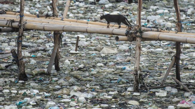 Seekor kucing melintasi jembatan bambu di antara sampah di kawasan perkampungan nelayan Cilincing, Jakarta, Minggu (20/2/2022).  [ANTARA FOTO/Aprillio Akbar/tom]