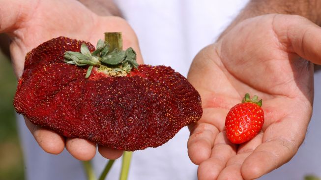 Petani Israel Tzachi Ariel menunjukkan stroberi seberat 289 gram yang ditemukan di ladang pertaniannya dan memecahkan rekor Guinness World Records baru untuk stroberi terberat di dunia di desa Kadima, Israel, Kamis (17/2/2022). [JACK GUEZ / AFP]