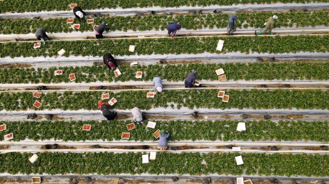 Para Petani memetik stroberi di ladang di desa Kadima, Israel, Kamis (17/2/2022). [JACK GUEZ / AFP]
