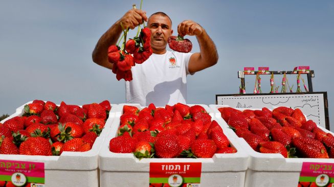 Petani Israel Tzachi Ariel menunjukkan stroberi seberat 289 gram yang ditemukan di ladang pertaniannya dan memecahkan rekor Guinness World Records baru untuk stroberi terberat di dunia di desa Kadima, Israel, Kamis (17/2/2022). [JACK GUEZ / AFP]