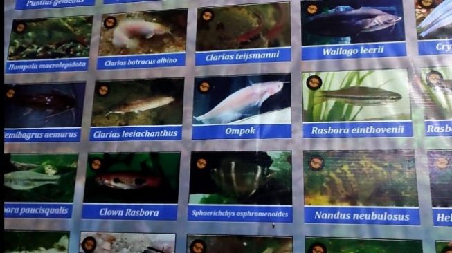 The Tanggokers, Sang Pelestari Ikan Endemik Air Tawar Bangka Belitung