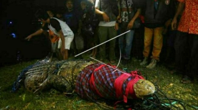 Warga Palu Dilarang Memberi Makan dan Bermain Bersama Buaya di Sungai