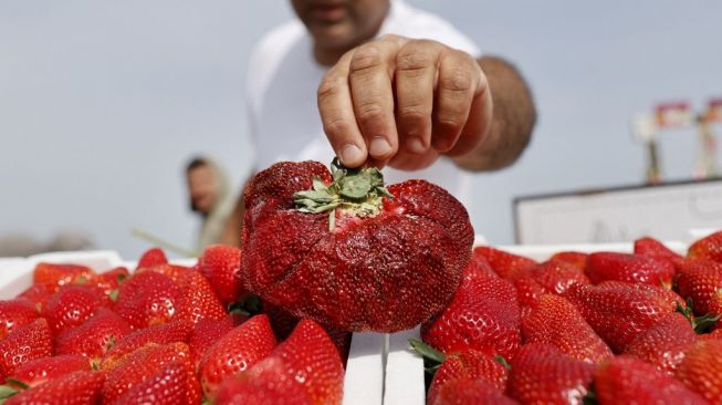 Pecahkan Rekor, Petani Israel Tanam Stroberi Terberat di Dunia