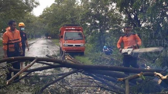 Hujan Lebat Disertai Angin dan Es Terjang Wilayah Magetan, Pohon Bertumbangan