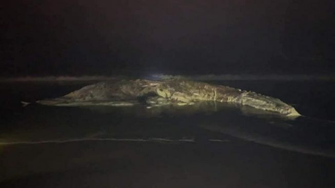 Temuan Bangkai Paus Terdampar di Pantai Pasut