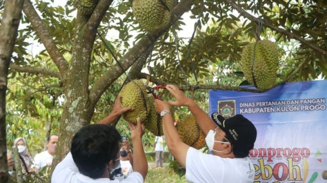 Pemkab Kulon Progo Perluas Lahan Tanaman Buah di Kawasan Bukit Menoreh