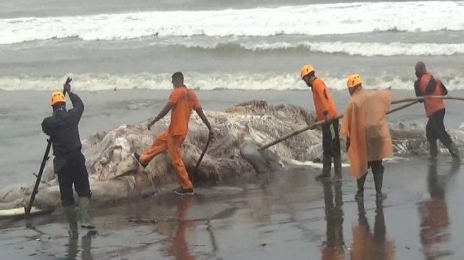 Bangkai Paus di Pantai Pasut Tabanan Gagal Dievakuasi, Mulai Berbau Busuk