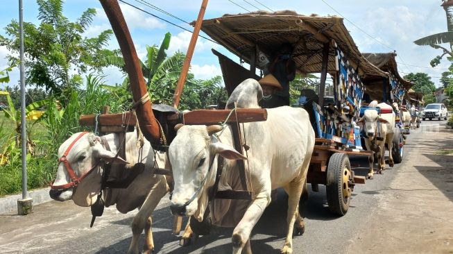 Wisata Naik Gerobak Sapi di Jodog Bantul, Berapa Tarifnya?