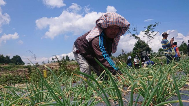 Ada Indikasi Dugaan Pelanggaran di Proyek Food Estate di Sumut