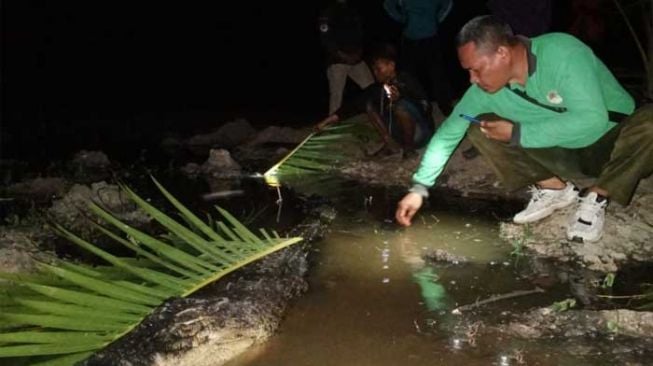 Buaya 3,2 Meter Mati usai Ditangkap Warga Dumai, Ini Penyebabnya