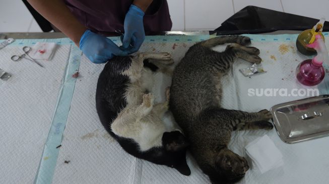 Dokter hewan melakukan operasi sterilisasi kucing di Puskeswan Ragunan, Jakarta, Jumat (25/2/2022). [Suara.com/Angga Budhiyanto]