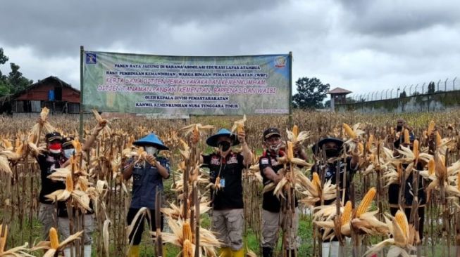 Narapidana Lapas Atambua Panen 40 Ton Jagung Hibrida