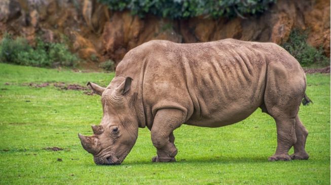 Kasus Penembakan Badak di Taman Nasional Ujung Kulon Disidangkan di PN Serang