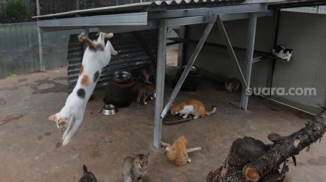 Sejumlah kucing berada di Shelter Kucing Puskeswan Ragunan, Jakarta, Jumat (25/2/2022). [Suara.com/Angga Budhiyanto]