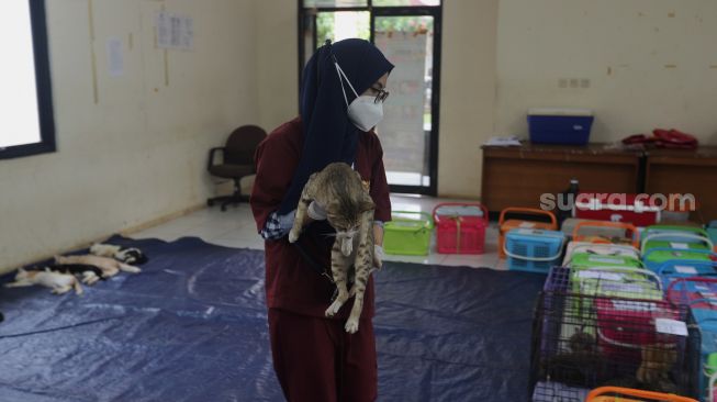 Petugas membawa seekor kucing untuk dilakukan operasi sterilisasi di Puskeswan Ragunan, Jakarta, Jumat (25/2/2022). [Suara.com/Angga Budhiyanto]