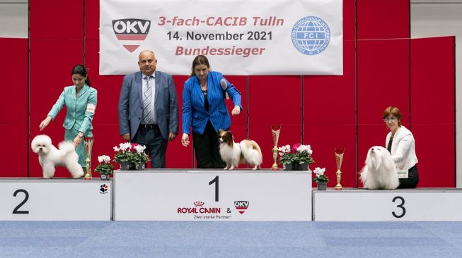 Jie Jie, anjing Bichon Frise dari Golden Sun kennel mewakili asia di ajang CRUFTS 2022 Dog Show. [dokumentasi pribadi]