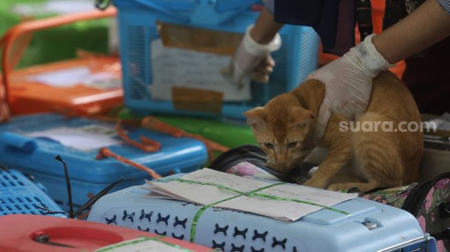 Petugas bersiap melakukan operasi sterilisasi kucing di Puskeswan Ragunan, Jakarta, Jumat (25/2/2022). [Suara.com/Angga Budhiyanto]