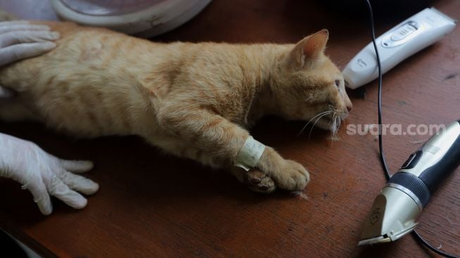 Dokter hewan melakukan operasi sterilisasi kucing di Puskeswan Ragunan, Jakarta, Jumat (25/2/2022). [Suara.com/Angga Budhiyanto]