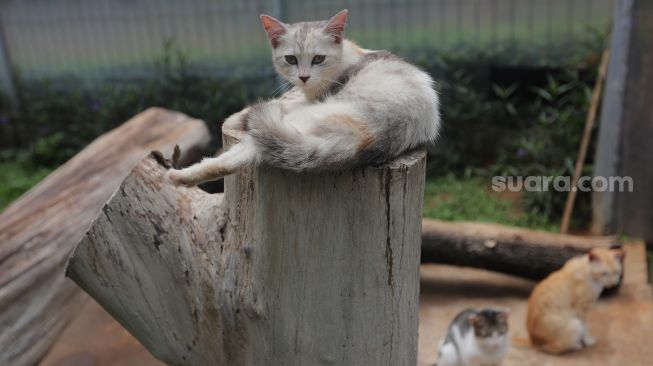 Sejumlah kucing berada di Shelter Kucing Puskeswan Ragunan, Jakarta, Jumat (25/2/2022). [Suara.com/Angga Budhiyanto]